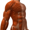 How Do Muscles Work and Their Function