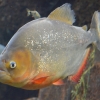 5 True Facts About Piranhas