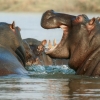 7 Weird Hippopotamus Facts