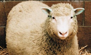 Cloning Dolly