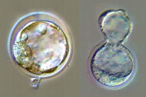 Cloning in process