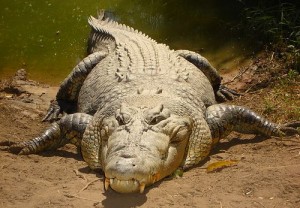 Crocodiles killer