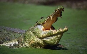 Facts About Crocodiles