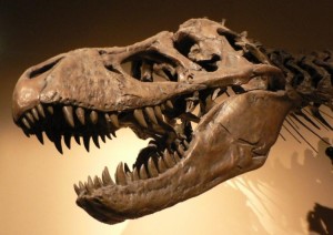 Facts About Fossils