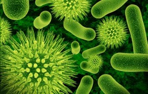 Germs Viruses