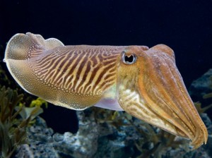 How Cuttlefish Spots