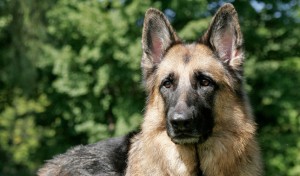 How Often Should I Feed My Dog