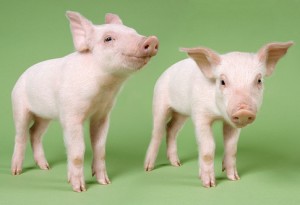 Risks of cloning