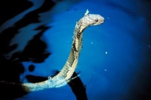 Why do Snakes Shed Their Skin