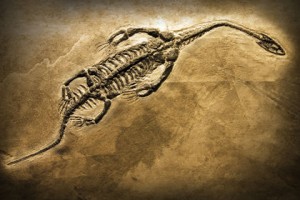 Fossilization of an animal