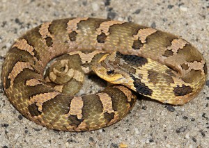 American Hognose Snakes