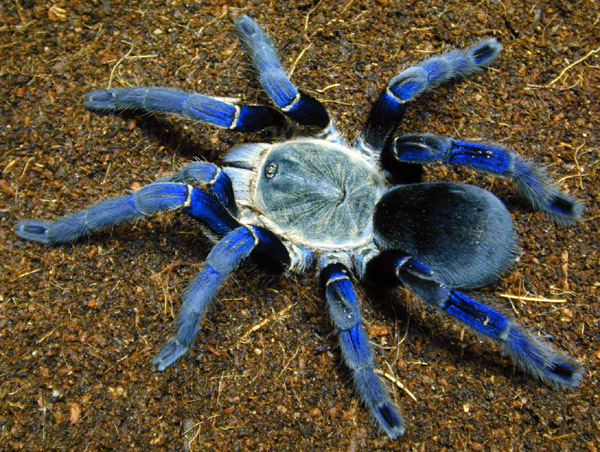 Cobalt-Blue-Tarantula-Care.jpg