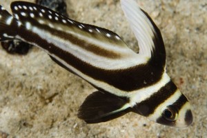 Drum fish