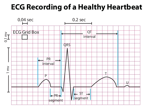 ecg-measure-heart-rate