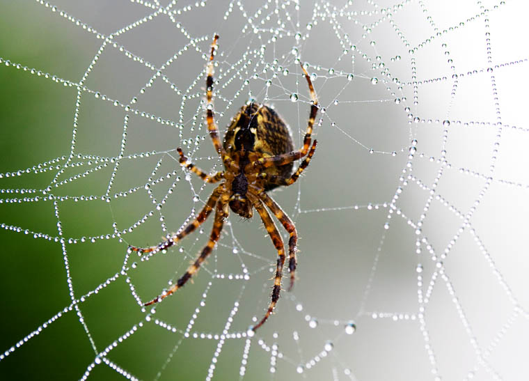 Garden Spider