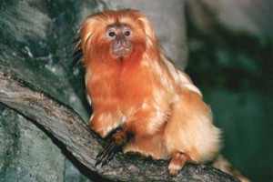 Golden lion tamarin