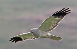 Hen harrier