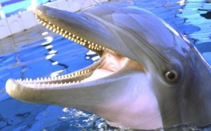 How do Marine Animals Produce Sound