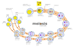 How does Meiosis work