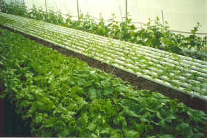 Hydroponics