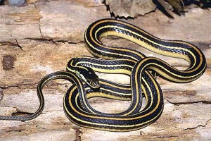 Pet snakes that eat fish