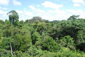 Rainforest reaches