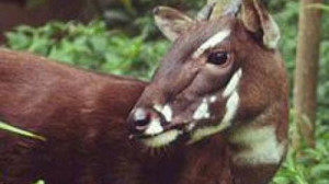 Rarest Animals in the World