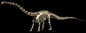 Sauropod skeleton