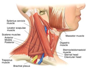 Tendons vs ligaments