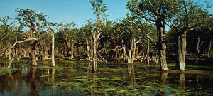 The Upper Amazon