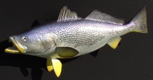 Weakfish