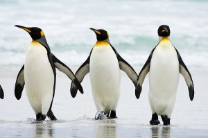Why Can't Penguins Fly