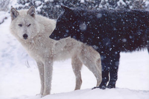 Why are so Many Mammals Black and White