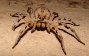 Wolf spider