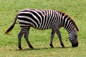 Zebra Black and White