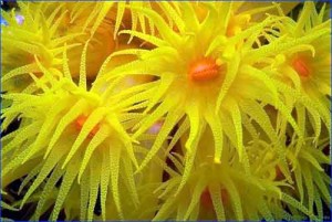  coral polyp