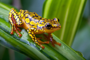 Amphibian Extinction
