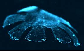 Artificial Jellyfish