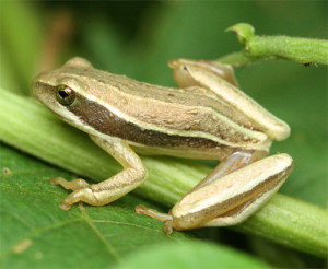 Frogs follow dino