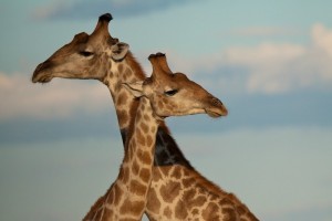 Homosexuality giraffe