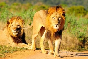 Homosexuality in Animals