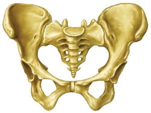 Human Pelvis