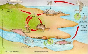 Phosphorus Cycle