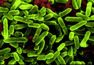 Probiotic Bacteria