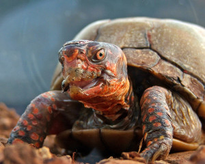 Reptiles Amphibian Fish