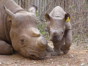 Rhino Poaching