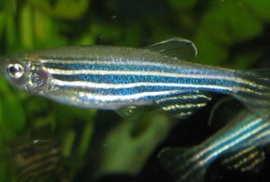 Robotic Zebra Fish