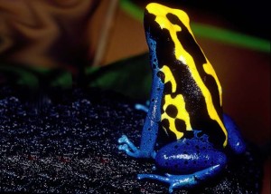Save the frog