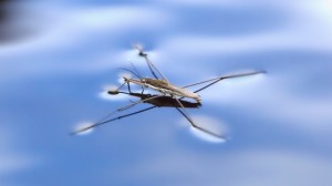 Water Strider Robot
