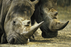 stop rhino poachers